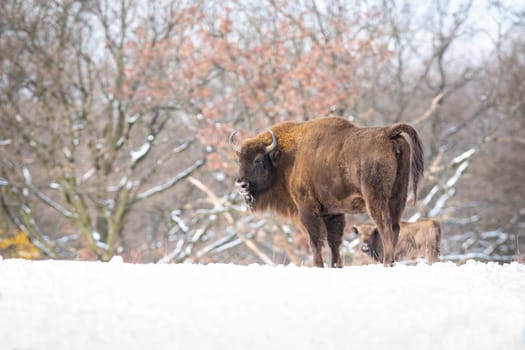 Majestic european bison, bison bonasus, looking angry in white snowy woodland. Dominant male mammal on pasture in winter. Bull with fluffy brown fur standing on the snow with copy space.