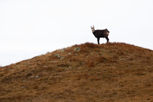 Tatra chamois, rupicapra rupicapra tatrica, standing in distance on hill horizon with white background. Endangered alpine animal looking from mountain slope in autumn. Animal wildlife with copy space.