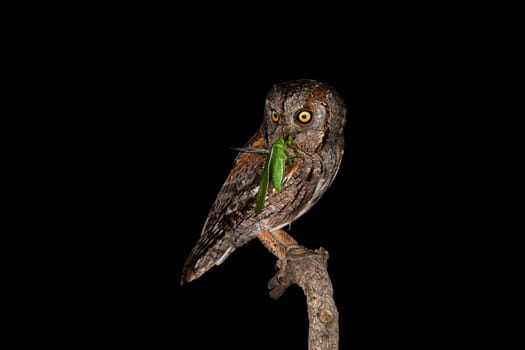 Scary eurasian scops owl, otus scops, hunting bush-cricket at night from tree branch. Bird predator sitting and holding insect in its beak. Behaviour of noctornal animal hunting at night with black background.