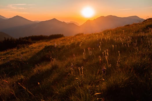 Mountains scenery with sun setting on a clear sky in summer. Wide angle horizontal composition of a alpine meadow with grass and flowers illuminated in the evening. Background from nature.