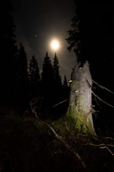 A broken tree in old-growth primeval forest illuminated by moon at night. Vertical composition of mysterious nature scenery. Fungi growing on a stump in wilderness.