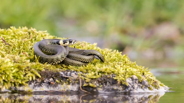 Calm grass snake, natrix natrix, basking twisted on stone covered with green moss near water. Aquatic reptile sunbathing on a riverside with copy space.