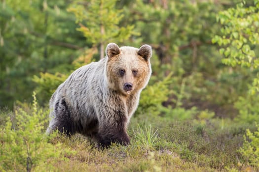 Brown bear, ursus arctos, walking through a moorland with copy space. Animal wildlife in green wilderness. Mammal predator with blurred background from side view.