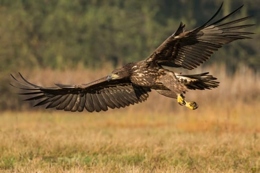 Young white-tailed eagle, haliaeetus albicilla, flying low above a meadow in autumn nature. Immature bird of prey with brown feathers and yellow claws with open wings.