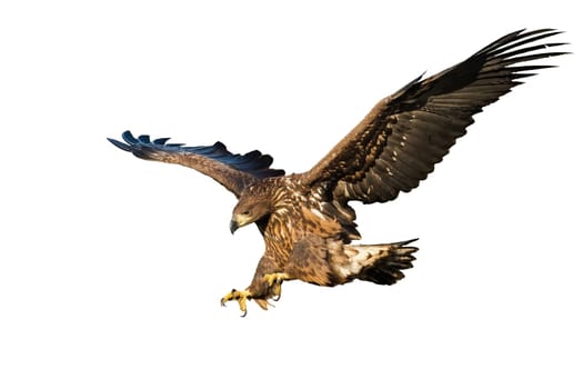 Juvenile white-tailed eagle, haliaeetus albicilla, landing isolated on white background. Erne hunting in nature with blank backdrop. Animal wildlife in nature.