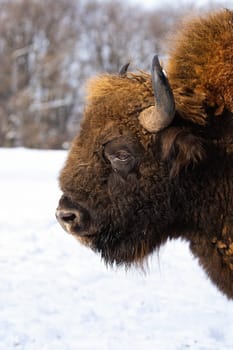 Fluffy head of adult european bison, bison bonasus, with snow in background. Vertical portrait of a wisent with winter fur in the forest. Close up of wild mammal with horns looking angry. Endangered animal in nature.