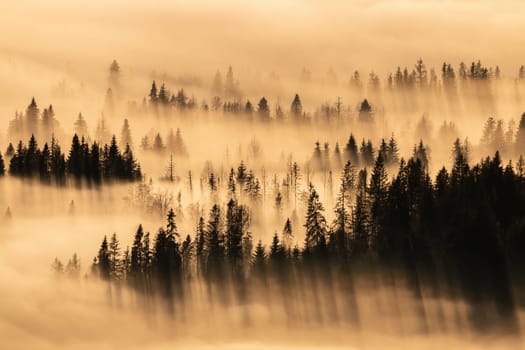 Tranquil nature scenery with trees peeking out of fog and casting long shadows. Peaceful moment in autumn mountains at sunrise. Sun shining through a mist covering woodland.