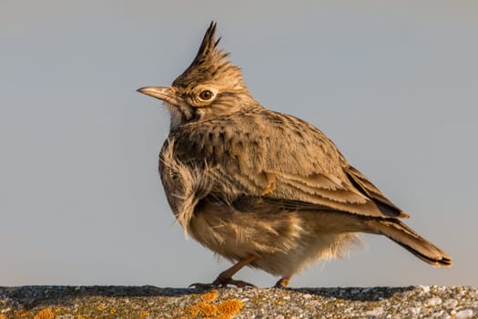Crested lark, galerida cristata, sitting on a concrete near to village. Wild bird with brown feathers standing on a head from side view. Animal wildlife perched on a stone.