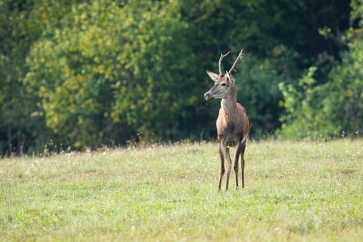 Positive warm coloured photo of smiling red deer, cervus elaphus, on sunlit meadow in autumn. Young stag with small antlers on pasture with copy space. Wild game grazing in vivid and sunny habitat.