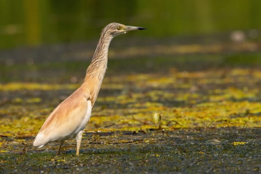 Squacco heron, ardeola ralloides, stretching its neck while standing in a shallow water of wetland with green vegetation floating on surface. Wild bird with golden colored feathers in a marsh from low angle.