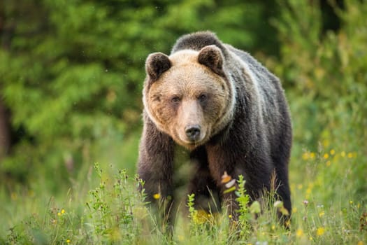 Brown bear, ursus arctos, staring into a camera from front view on a green meadow. Fauna of High Tatras National Park in Slovakia. Eye contact with dangerous wild animal.