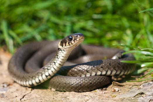 Grass snake, natrix natrix, basking on a sun and lifting its head curiously. Wild reptile resting twisted in summer nature. Animal wildlife from low angle view.