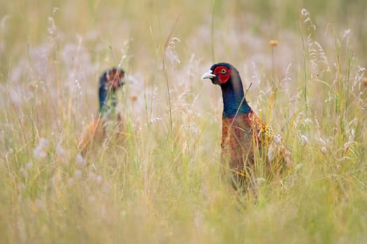 Two common pheasants, phasianus colchicus, looking on meadow in summer nature. Pair of male gamebirds hiding in long grass. Ring-necked animals peeking on field.