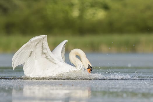 Mute swan, cygnus olor, landing on water and slashing droplets with wings in summer nature. Large white bird floating in pond from low angle. Animal wildlife in river.