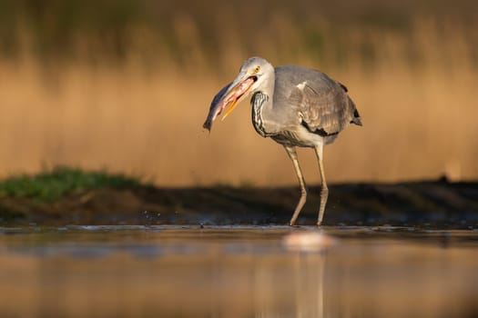Sunlit grey heron, ardea cinerea, holding a fish in a beak ready to eat it in a pond. Wild bird with a long legs standing in shallow water and catching prey. Animal fishing in nature.