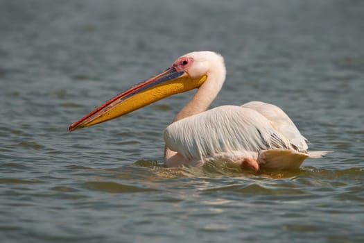 Great white pelican, pelecanus onocrotalus, floating water and looking back over shoulder. Rear view of a large bird with massive yellow beak. Animal wildlife swimming in the Danube river in Romania.