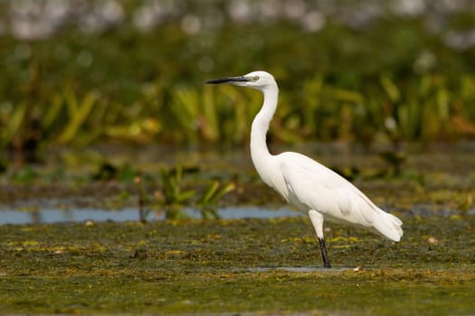 The little egret, egretta garzetta, standing in a shallow water with green vegetation floating on a surface in wetland. White heron in a swamp of Danube delta, Romania. Animal wildlife in natural environment.