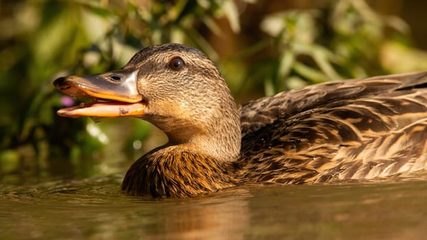 Mallard, anas platyrhynchos, swimming in water with open mouth from soffit. Female duck dabbing in lake in spring nature. Featehred animal floating in swamp in detail.