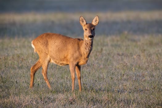 Female roe deer, capreolus capreolus, standing on a meadow in winter illuminated by rising sun. Wild doe with brown fur looking to the camera from side view. Animal wildlife in nature.