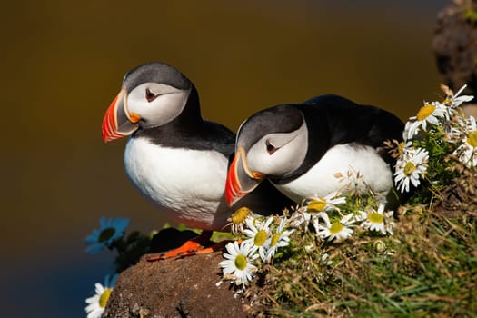 Couple of atlantic puffins, fratercula arctica, sitting on a cliff with blooming flowers. Two back and white birds with massive red beak resting rock from front view. Animal wildlife in nature.