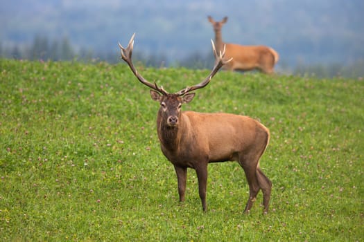 Couple of red deer, cervus elaphus, standing on pasture in autumn nature. Male and female looking to the camera on grass. Stag and hind staring on green field.