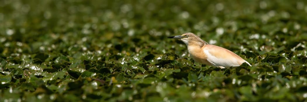 Squacco heron hunting in a swamp among plentiful water lilies. Panoramic wide angle composition of a animal wildlife waiting for a prey in summer nature.