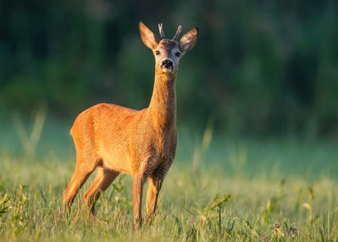 Curious roe deer, capreolus capreolus, buck sniffing with nose high at sunrise with green blurred background. Surprised male mammal with small antlers standing in warm morning sunlight.