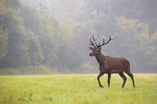Red deer, cervus elaphus, walking on grassland in autumn mist with copy space. Antlered mammal moving on field with space for text. Stag looking on glade in fog.