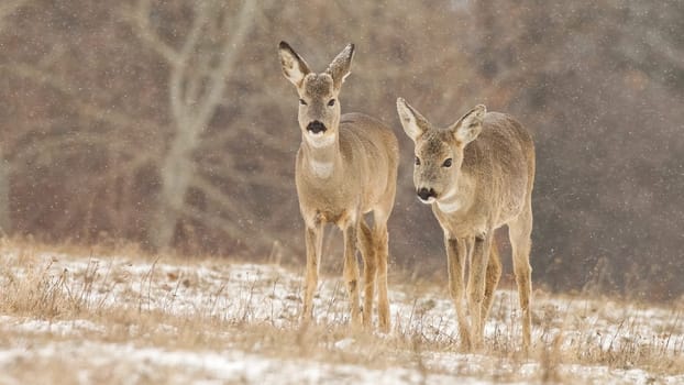 Two roe deer, capreolus capreolus, walking on meadow while snow is falling around in winter. Wild animals approaching from front view in nature. Mammals with brown fur in cold weather.