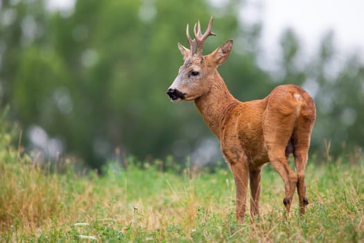 Roe deer, capreolus capreolus, standing on field in summer nature from back. Antlered mammal observing on pasture. Roebuck looking on grassland in summertime.