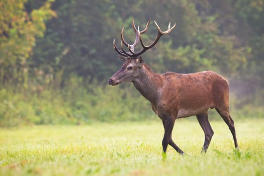 Red deer, cervus elaphus, moving on green field in autumn mist nature. Wild stag walking on grass in morning fog. Antlered mammal going on pasture from side.