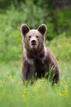 Brown bear, ursus arctos, looking to the camera on blossoming meadow. Big predator standing on glade in vertical shot. Large mammal watching on pasture from front.
