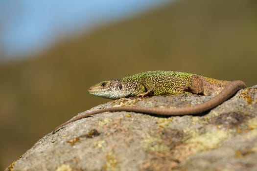 Inactive european green lizard, lacerta viridis, with long tail sunbathing in summer nature. Female reptile with a long tail sunlit in the morning. Wild animal in natural habitat.