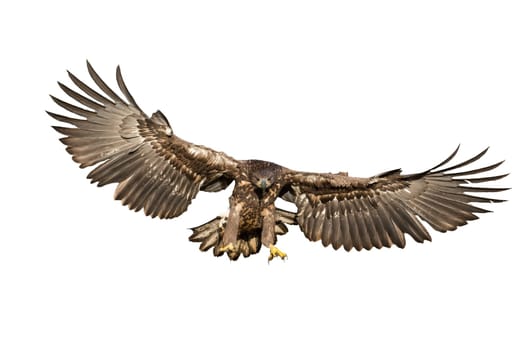 Majestic white-tailed eagle, haliaeetus albicilla, hunting in the air cut out on blank. Strong wild animal catching prey with massive talons while flying from front view.