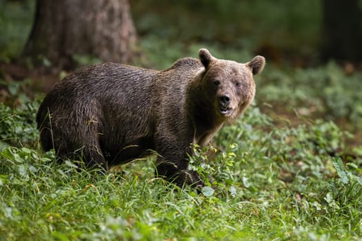 Brown bear, ursus arctos, observing in forest in summertime nature. Big mammal standing in green woodland from side. Large predator looking in fresh wilderness.
