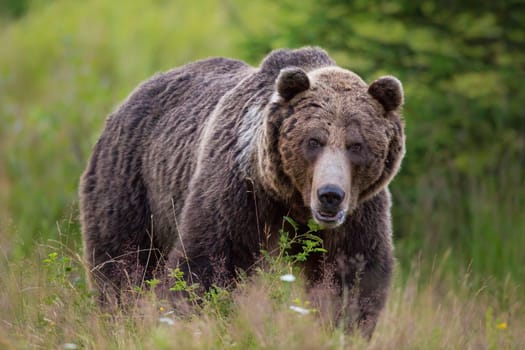 Huge brown bear, ursus arctos, standing on blooming meadow from front. Big predator looking to the camera on grassland. Large mammal moving on pasture.