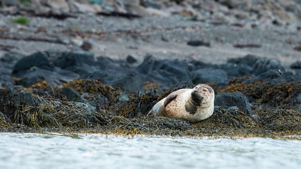 Harbor seal, phoca vitulina, lying on rock shore in Iceland wilderness. Marine mammal resting on stones next to sea. White arctic animal inactive near the ocean.