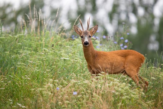 Roe deer, capreolus capreolus, looking to the camera in long grass from side. Roebuck standing in blooming wildflowers in summer. Antlered mammal observing on meadow.