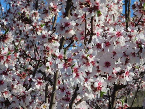 beautiful flowers of natural colors spring pollen aroma