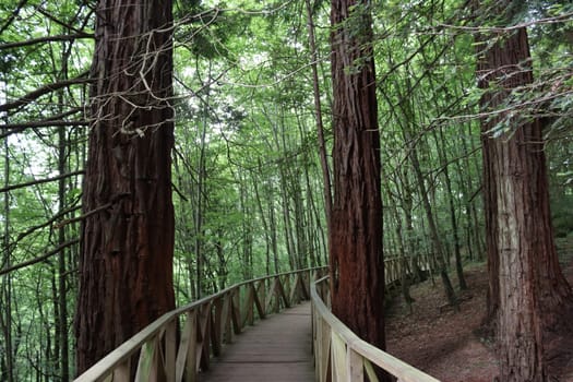 beautiful redwood forest giant trees huge fat tall wood