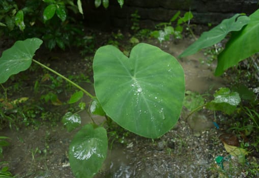 Fresh Green New Taro Colocasia Elephant Ear Plants or Arbi Leaf with Rain Drops or Morning Dew. This wetland ornamental plant can hold Water due to its honeycomb like pattern and hydrophobic surface.