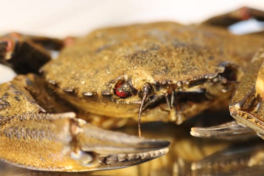 delicious seafood pubescent crab tongs crustacean tweezers