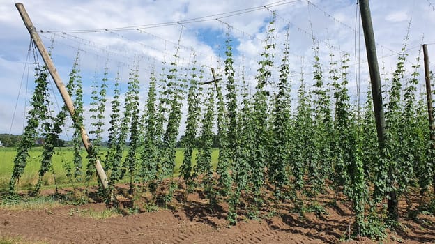 hops plantation