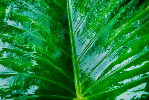 Close up of a large wet and glossy Fresh Green New Taro Colocasia Elephant Ear Plants or Arbi Leaf (honeycomb like pattern and hydrophobic surface) shinning due to rain on them. Nature Background.