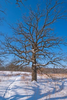 Gnarled Oak Tree in the Winter in Crab Tree Nature Center in Illinois