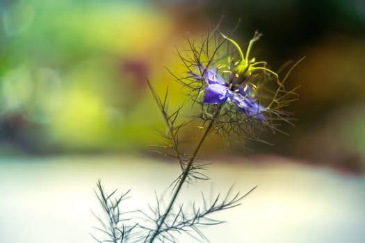 Love-in-a-mist flower -Nigella damascena, blue cottage garden plant over smooth blurry background.