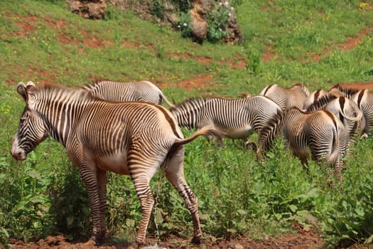 beautiful zebras wild animals herbivores fast stripes