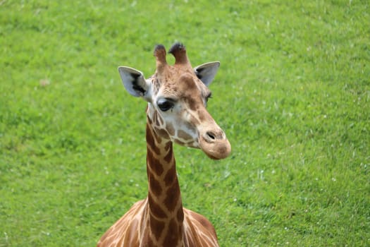 beautiful high giraffe spots wild long neck fast horns