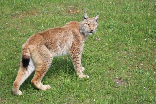 beautiful feline lynx silent stealthy fangs claws