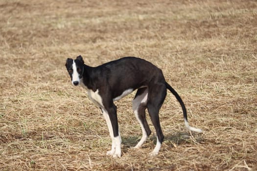Spanish greyhound dog race hare hunting speed delivers passion